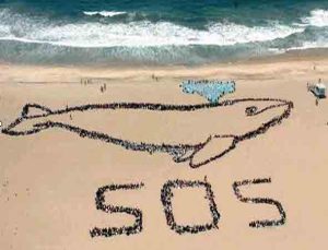 SOS Balenas